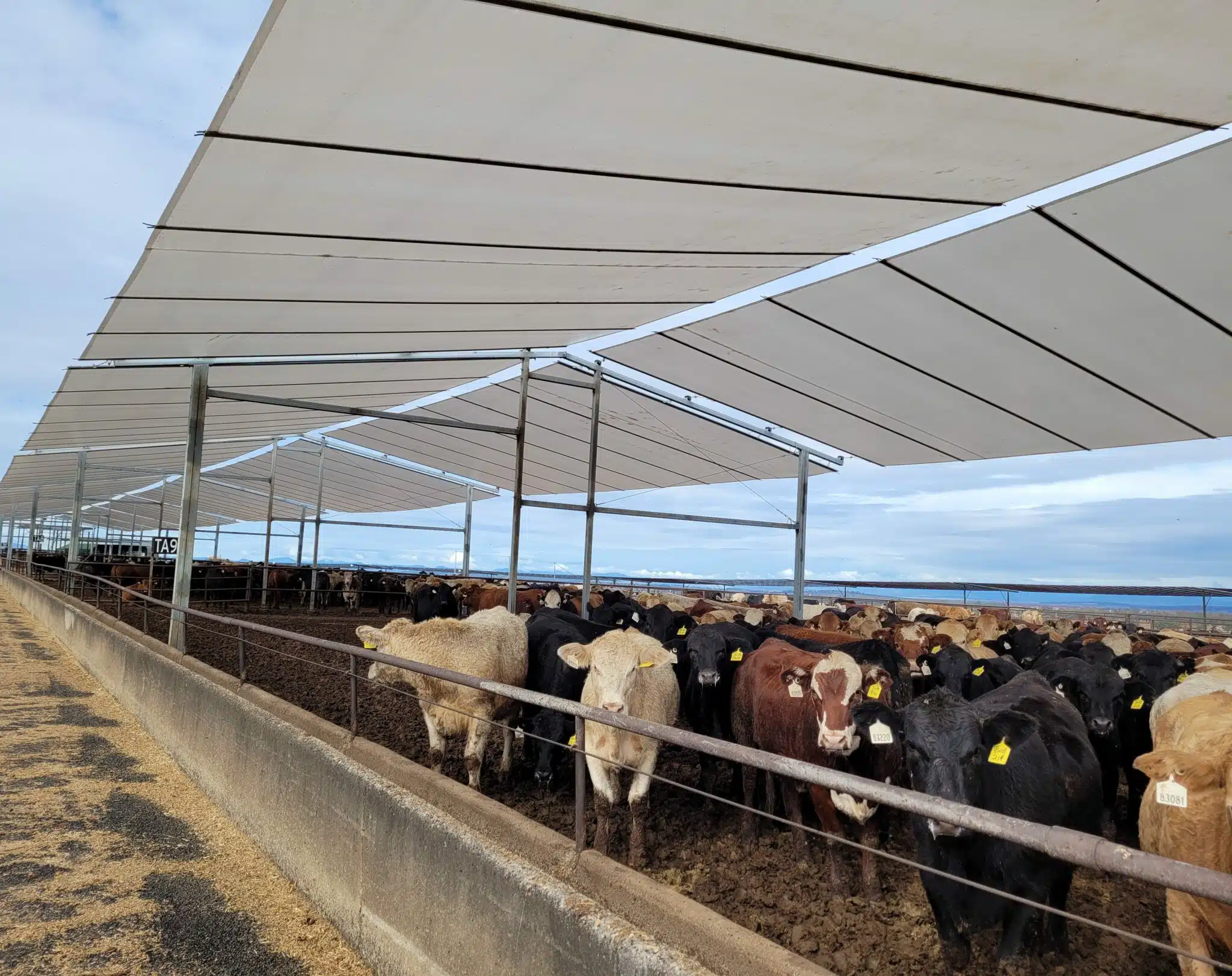 livestock shade structure
